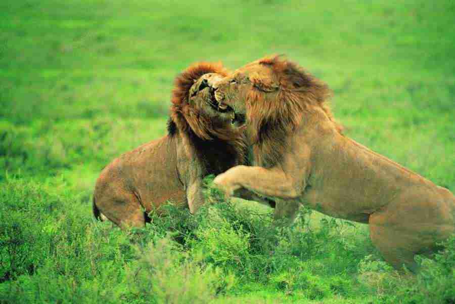 Animal in Action - Digital Vision ></a>
<script language=JavaScript> 
  var txt = 