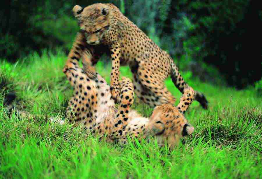 Animal in Action - Digital Vision ></a>
<script language=JavaScript> 
  var txt = 