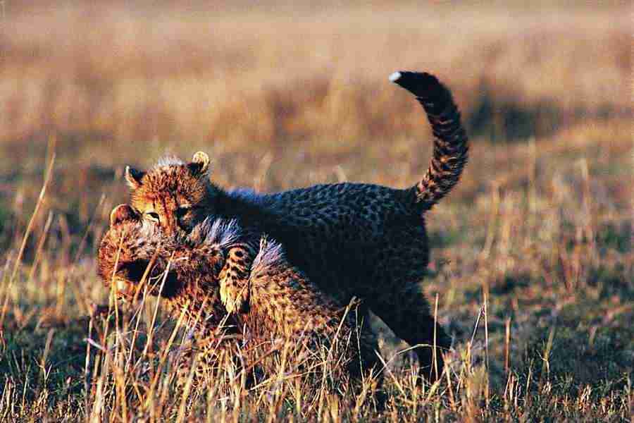 Animal in Action - Digital Vision ></a>
<script language=JavaScript> 
  var txt = 