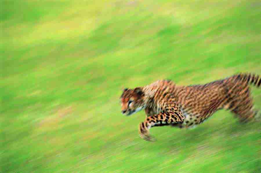 Animal in Action - Digital Vision ></a>
<script language=JavaScript> 
  var txt = 