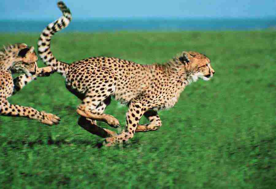 Animal in Action - Digital Vision ></a>
<script language=JavaScript> 
  var txt = 