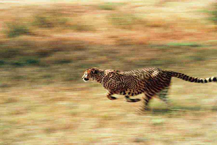Animal in Action - Digital Vision ></a>
<script language=JavaScript> 
  var txt = 