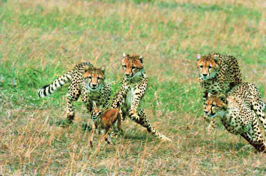 Animal in Action - Digital Vision ></a>
<script language=JavaScript> 
  var txt = 