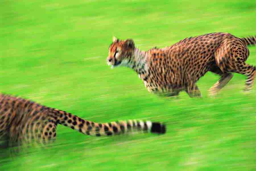 Animal in Action - Digital Vision ></a>
<script language=JavaScript> 
  var txt = 