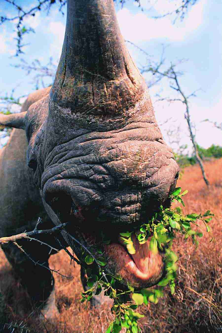 Animal in Action - Digital Vision ></a>
<script language=JavaScript> 
  var txt = 