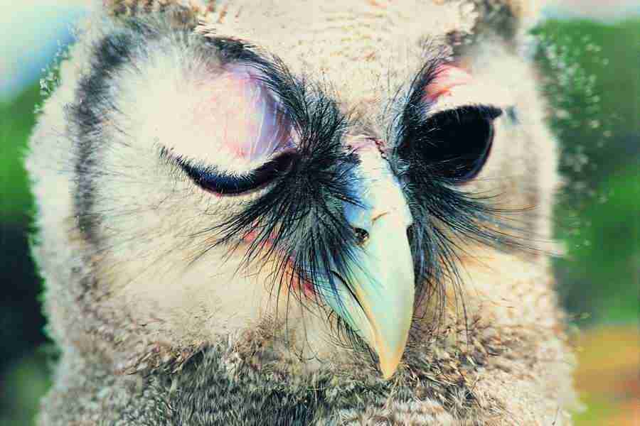 Animal in Action - Digital Vision ></a>
<script language=JavaScript> 
  var txt = 