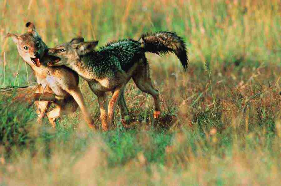 Animal in Action - Digital Vision ></a>
<script language=JavaScript> 
  var txt = 