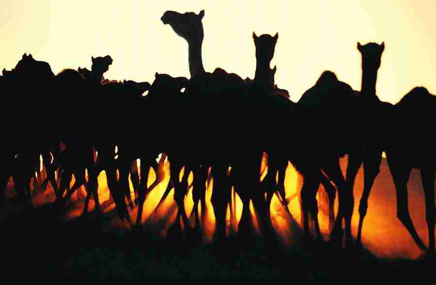 Animal in Action - Digital Vision ></a>
<script language=JavaScript> 
  var txt = 