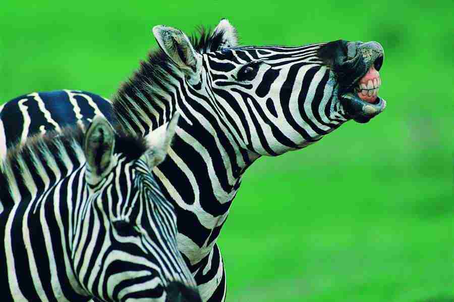 Animal in Action - Digital Vision ></a>
<script language=JavaScript> 
  var txt = 