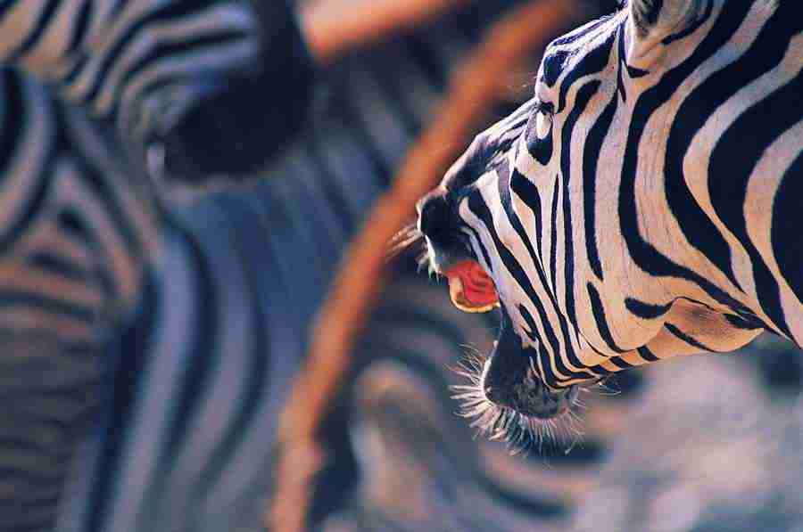 Animal in Action - Digital Vision ></a>
<script language=JavaScript> 
  var txt = 