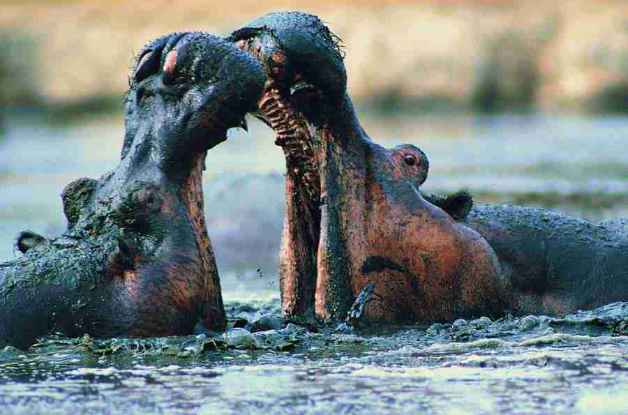 Animal in Action - Digital Vision ></a>
<script language=JavaScript> 
  var txt = 