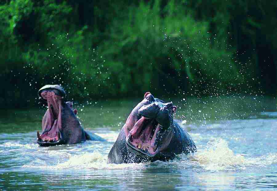 Animal in Action - Digital Vision ></a>
<script language=JavaScript> 
  var txt = 