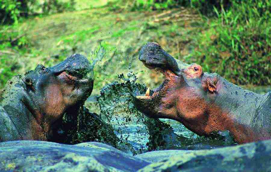 Animal in Action - Digital Vision ></a>
<script language=JavaScript> 
  var txt = 