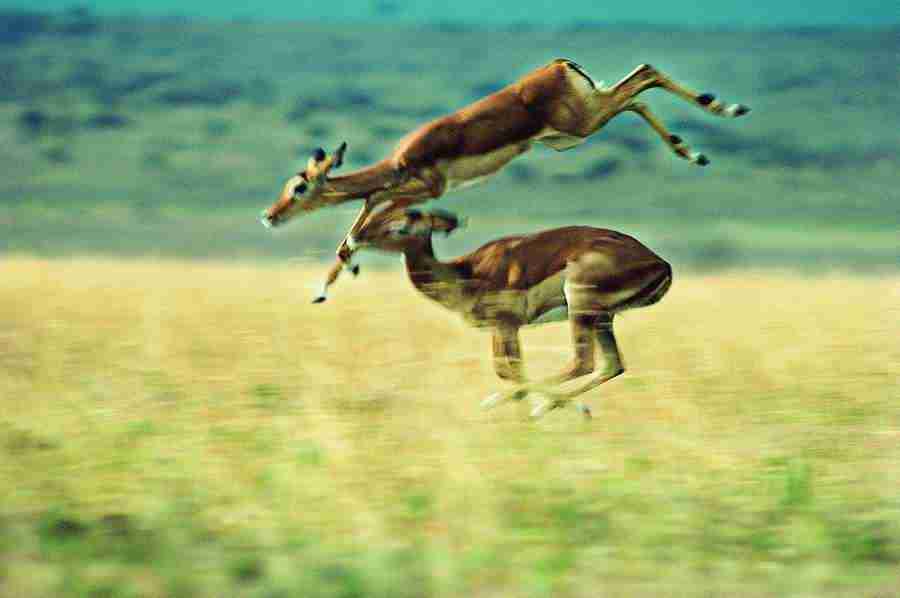Animal in Action - Digital Vision ></a>
<script language=JavaScript> 
  var txt = 