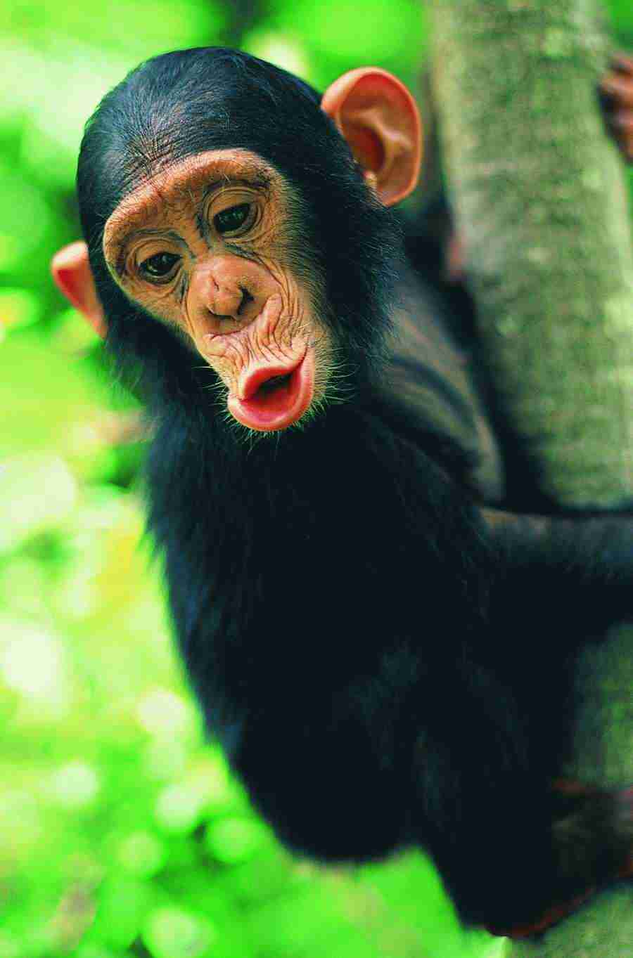 Animal in Action - Digital Vision ></a>
<script language=JavaScript> 
  var txt = 