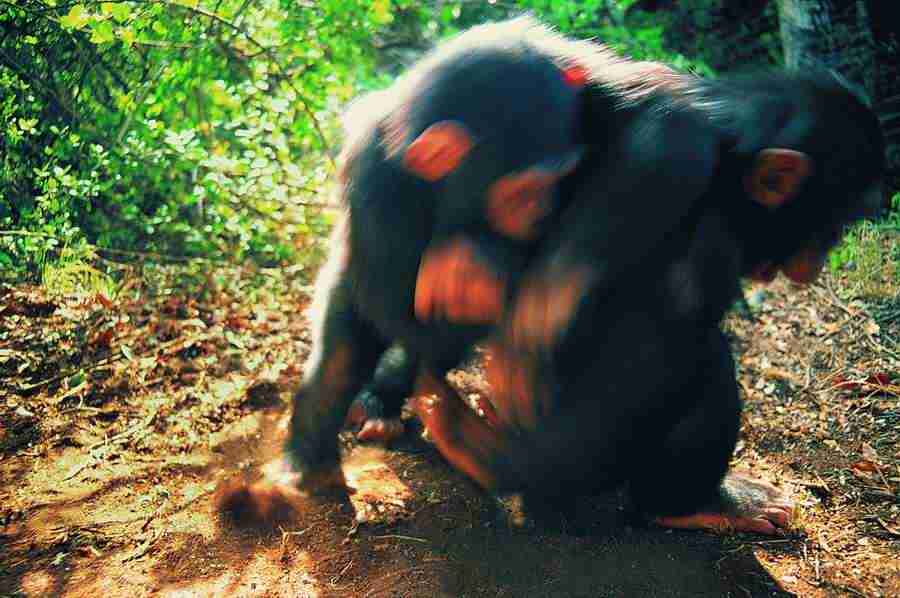 Animal in Action - Digital Vision ></a>
<script language=JavaScript> 
  var txt = 