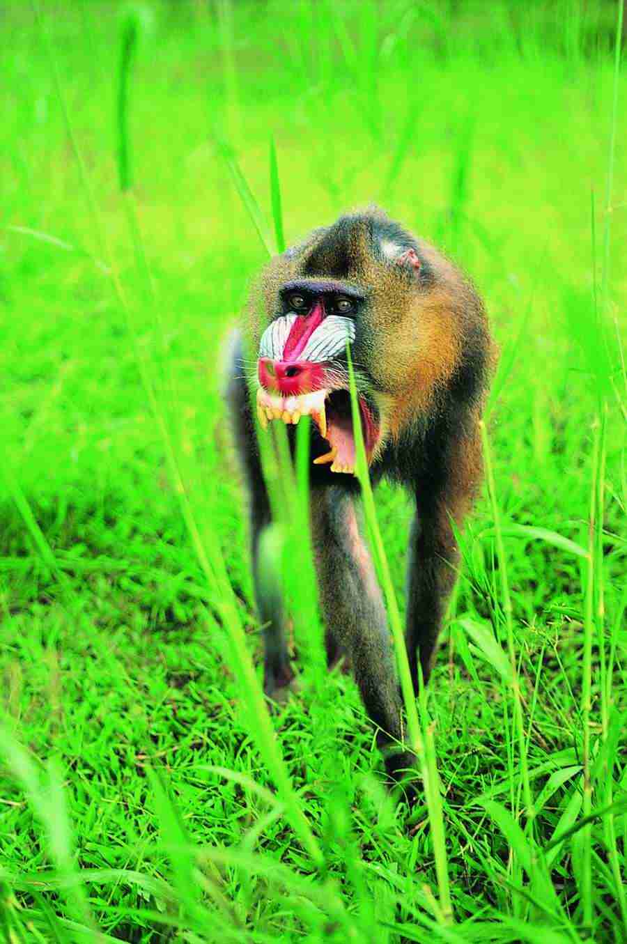 Animal in Action - Digital Vision ></a>
<script language=JavaScript> 
  var txt = 