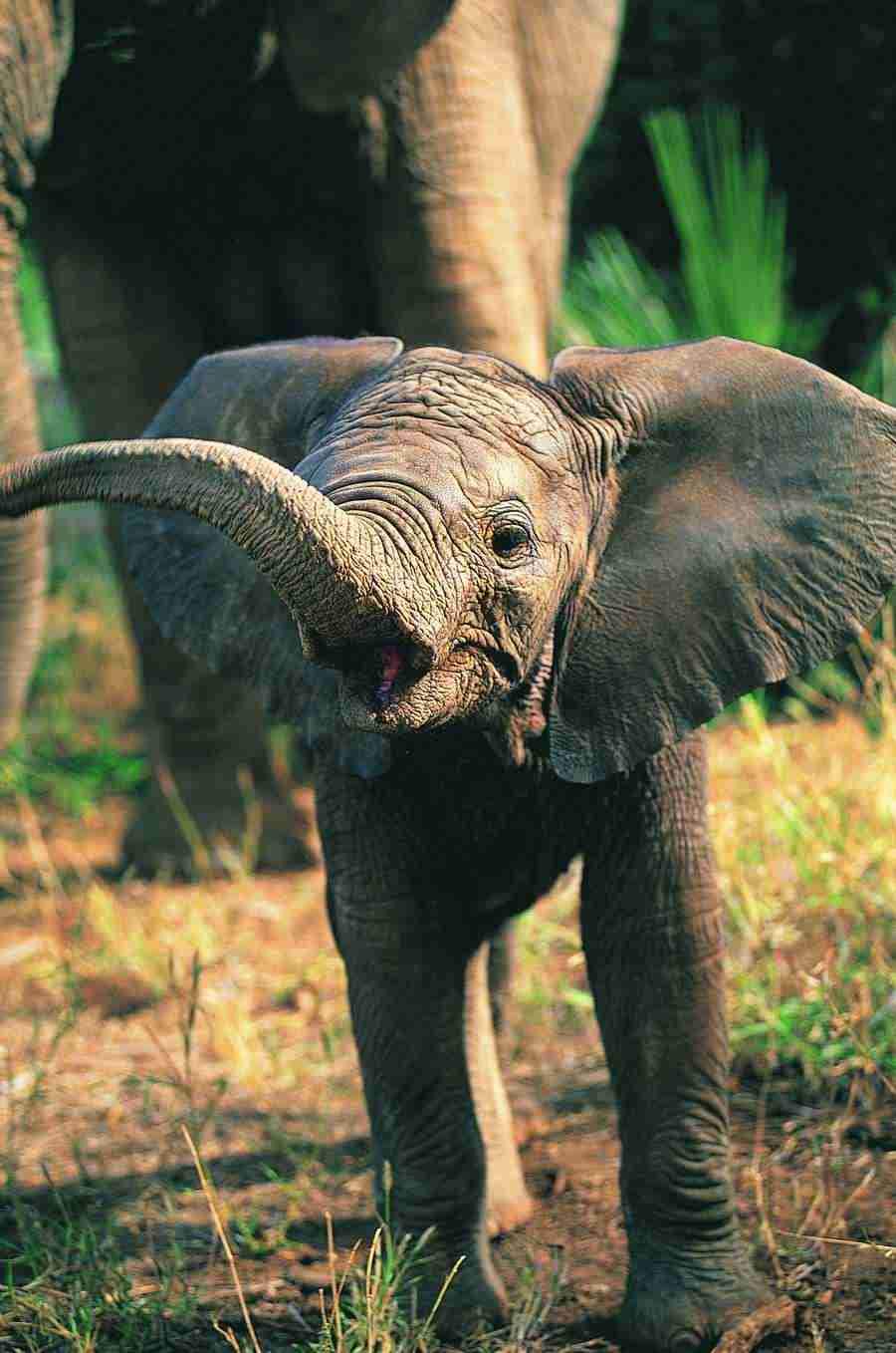Animal in Action - Digital Vision ></a>
<script language=JavaScript> 
  var txt = 
