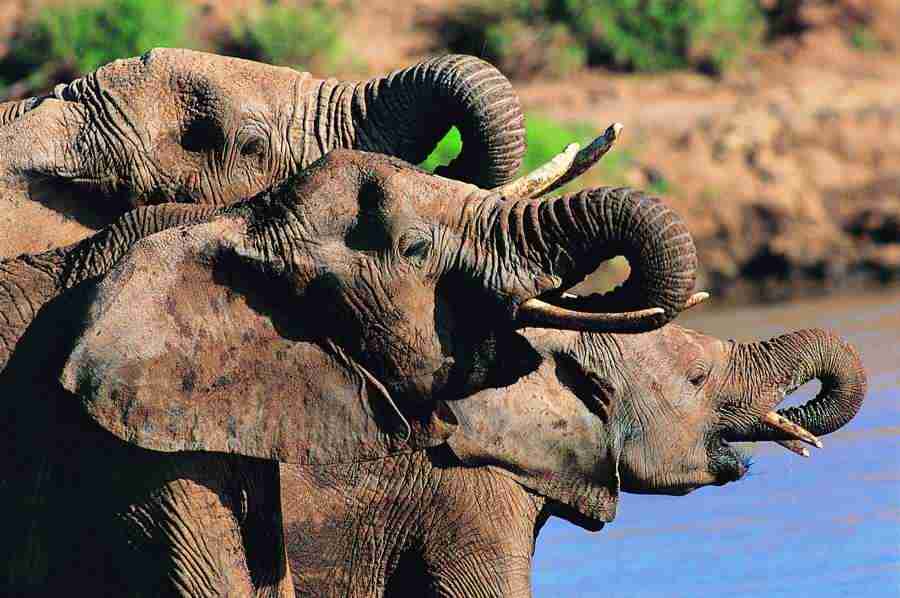 Animal in Action - Digital Vision ></a>
<script language=JavaScript> 
  var txt = 