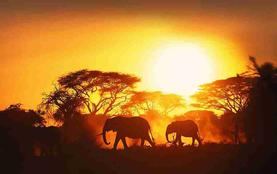 Animal in Action - Digital Vision ></a>
<script language=JavaScript> 
  var txt = 