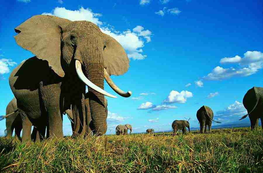 Animal in Action - Digital Vision ></a>
<script language=JavaScript> 
  var txt = 