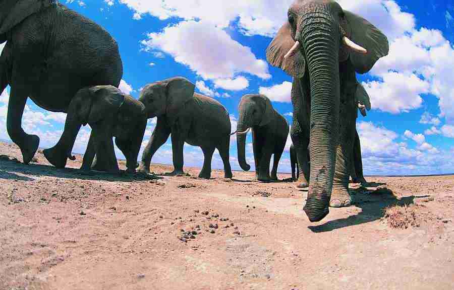 Animal in Action - Digital Vision ></a>
<script language=JavaScript> 
  var txt = 