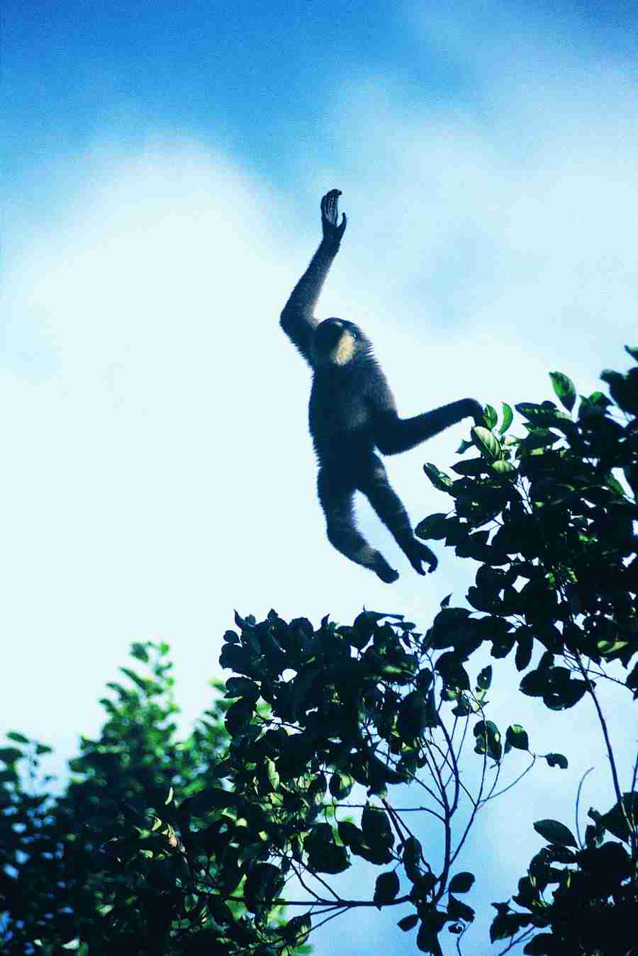 Animal in Action - Digital Vision ></a>
<script language=JavaScript> 
  var txt = 