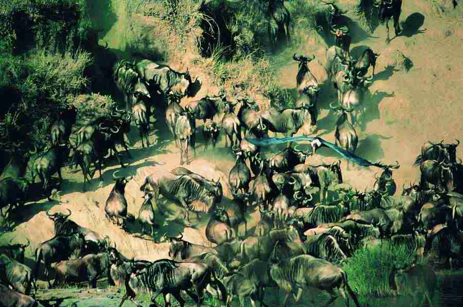 Animal in Action - Digital Vision ></a>
<script language=JavaScript> 
  var txt = 