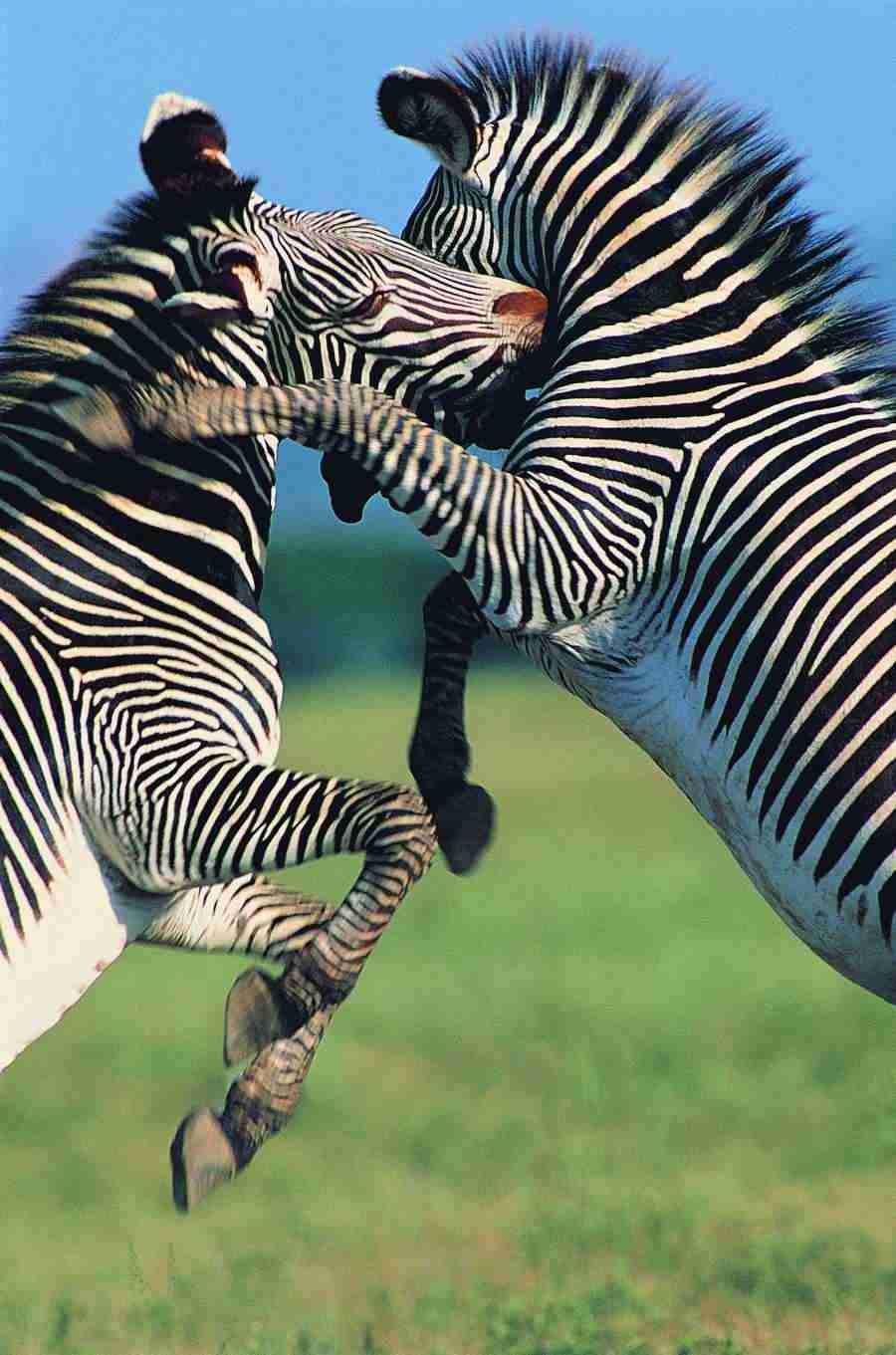 Animal in Action - Digital Vision ></a>
<script language=JavaScript> 
  var txt = 