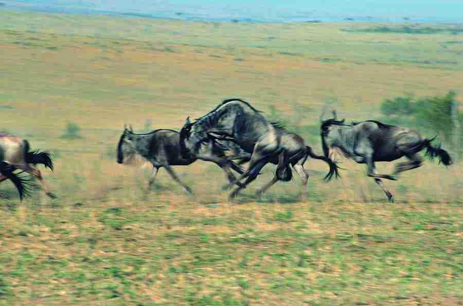 Animal in Action - Digital Vision ></a>
<script language=JavaScript> 
  var txt = 