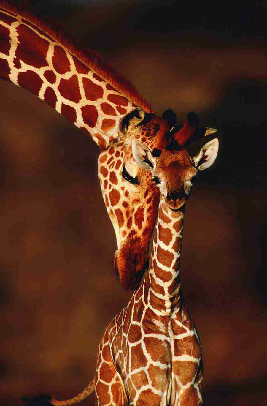 Animal in Action - Digital Vision ></a>
<script language=JavaScript> 
  var txt = 