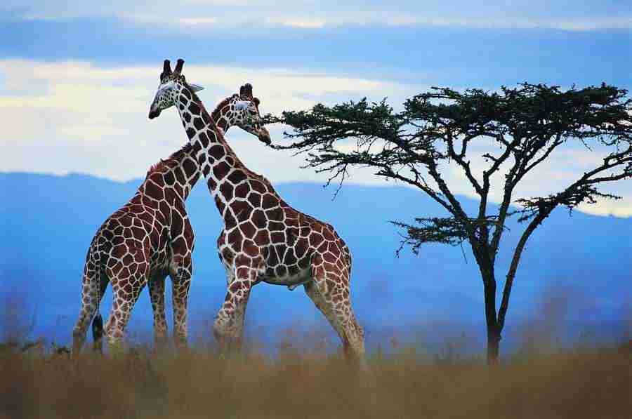 Animal in Action - Digital Vision ></a>
<script language=JavaScript> 
  var txt = 