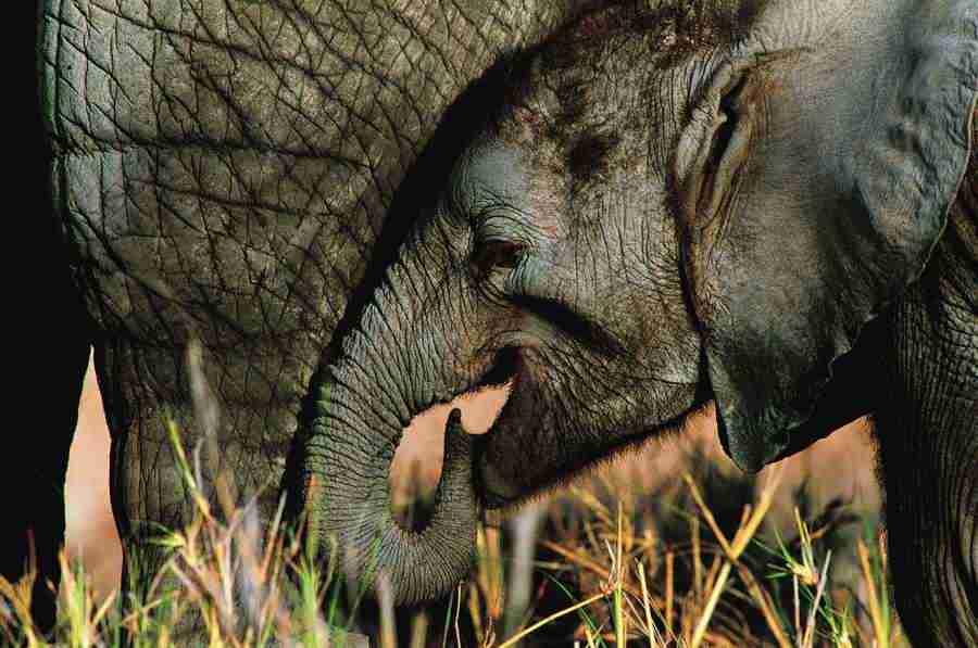 Animal in Action - Digital Vision ></a>
<script language=JavaScript> 
  var txt = 
