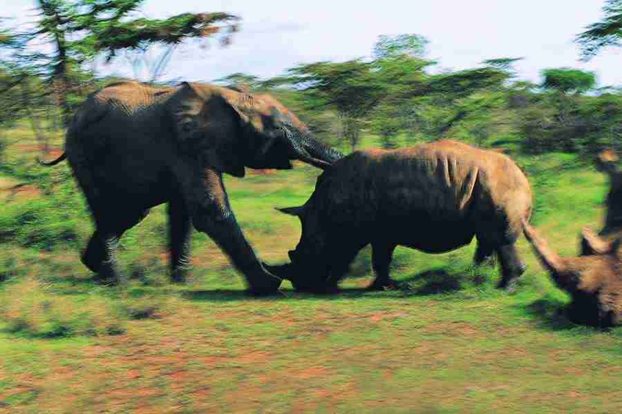 Animal in Action - Digital Vision ></a>
<script language=JavaScript> 
  var txt = 