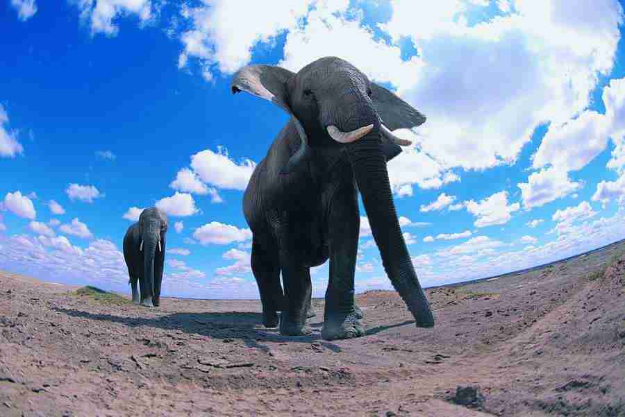 Animal in Action - Digital Vision ></a>
<script language=JavaScript> 
  var txt = 