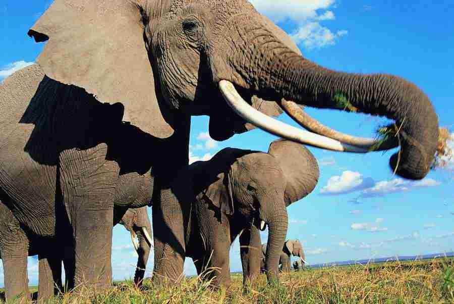Animal in Action - Digital Vision ></a>
<script language=JavaScript> 
  var txt = 