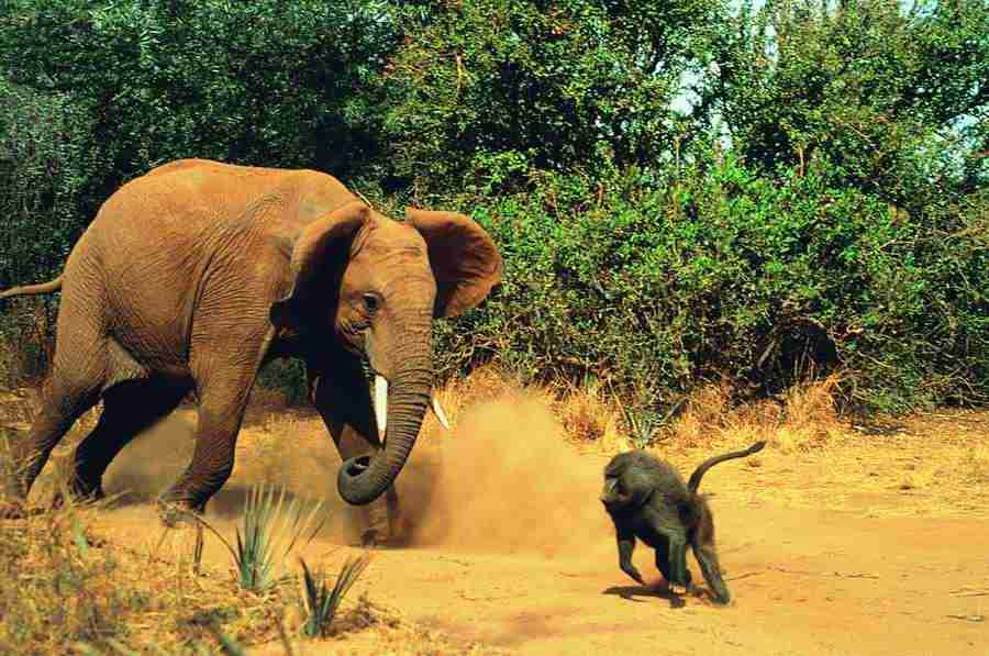 Animal in Action - Digital Vision ></a>
<script language=JavaScript> 
  var txt = 