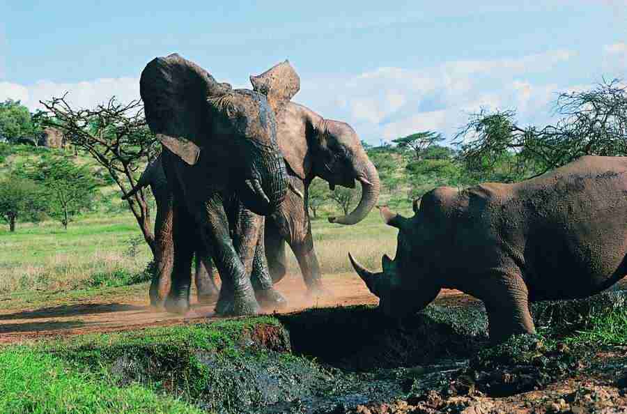 Animal in Action - Digital Vision ></a>
<script language=JavaScript> 
  var txt = 
