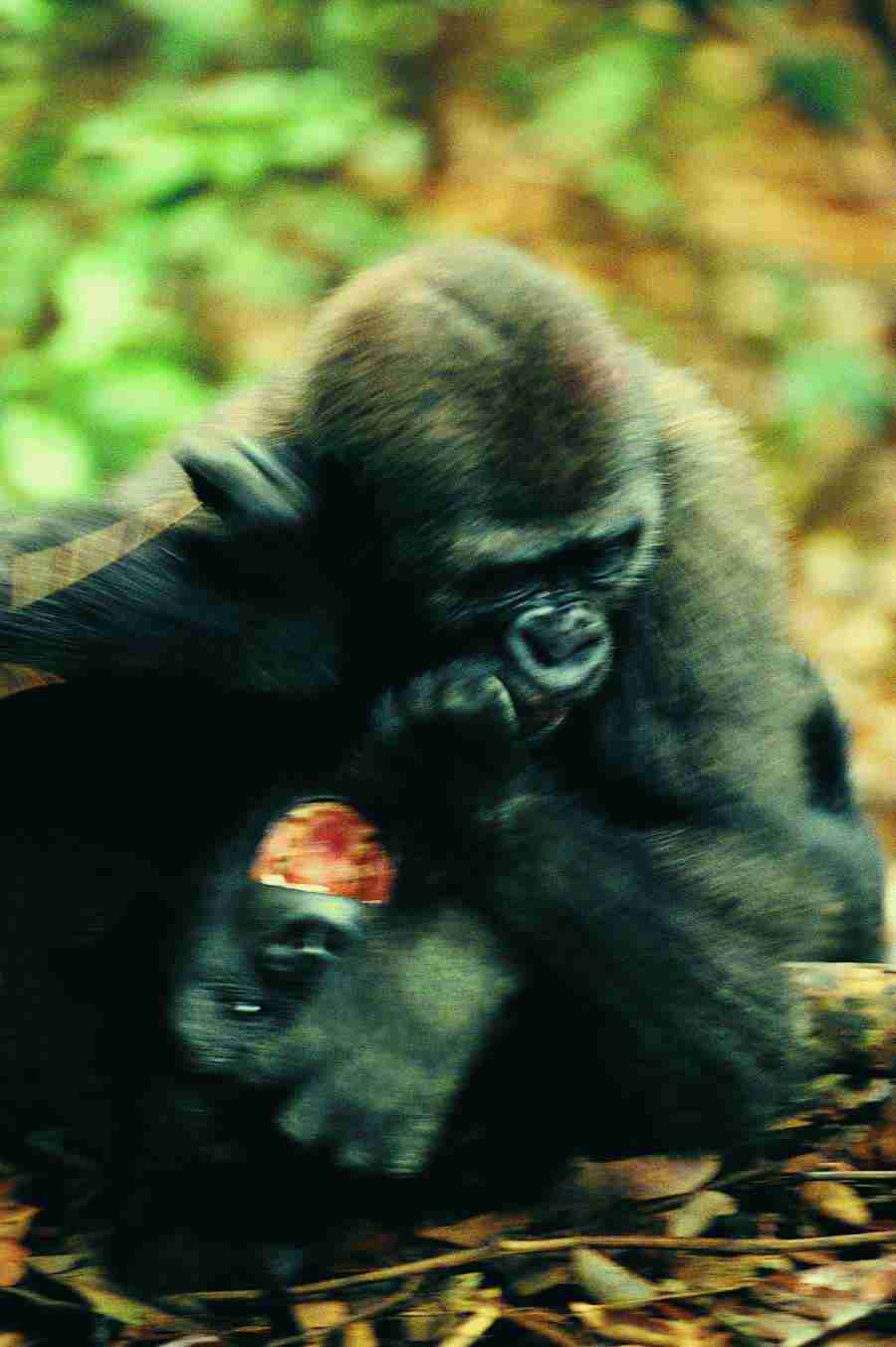 Animal in Action - Digital Vision ></a>
<script language=JavaScript> 
  var txt = 
