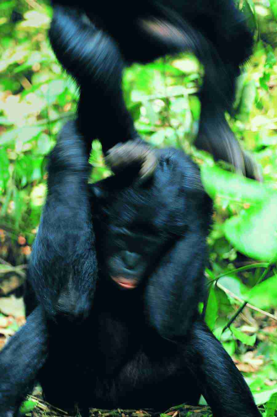 Animal in Action - Digital Vision ></a>
<script language=JavaScript> 
  var txt = 