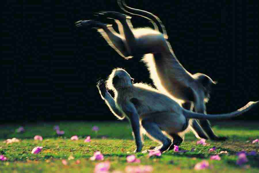 Animal in Action - Digital Vision ></a>
<script language=JavaScript> 
  var txt = 