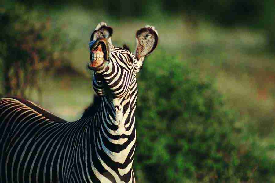 Animal in Action - Digital Vision ></a>
<script language=JavaScript> 
  var txt = 