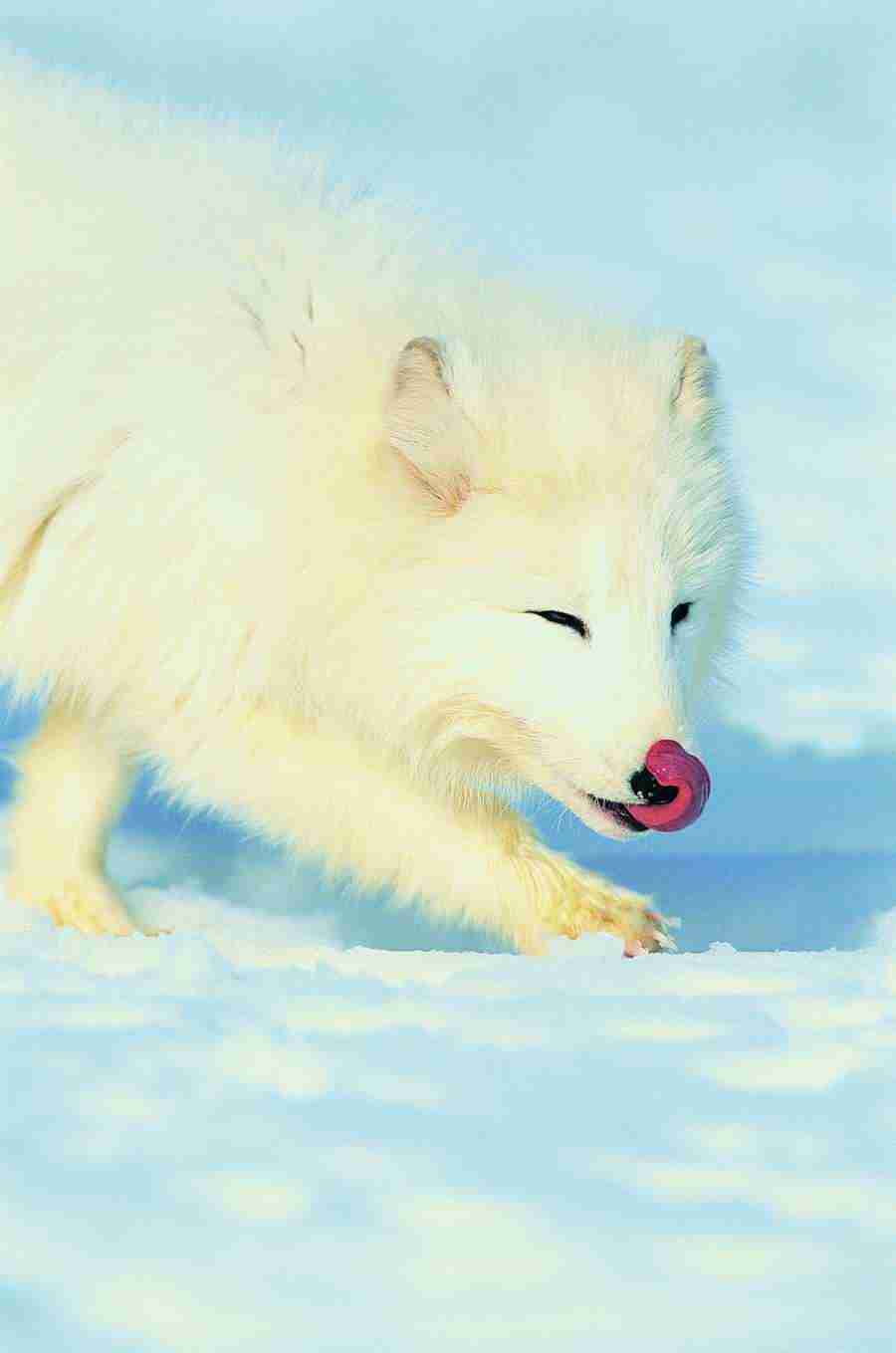 Animal Faces - Digital Vision ></a>
<script language=JavaScript> 
  var txt = 