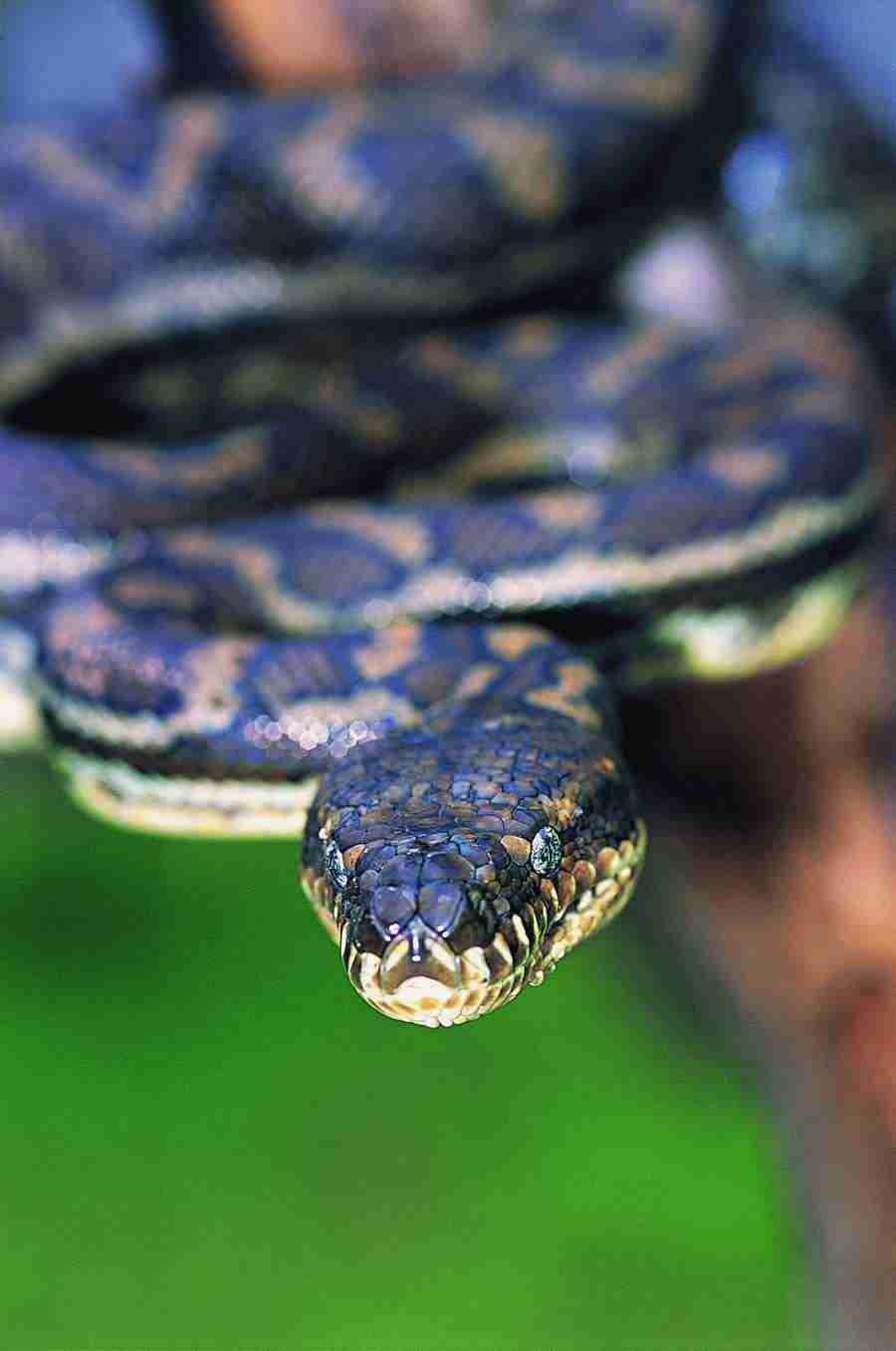 Animal Faces - Digital Vision ></a>
<script language=JavaScript> 
  var txt = 