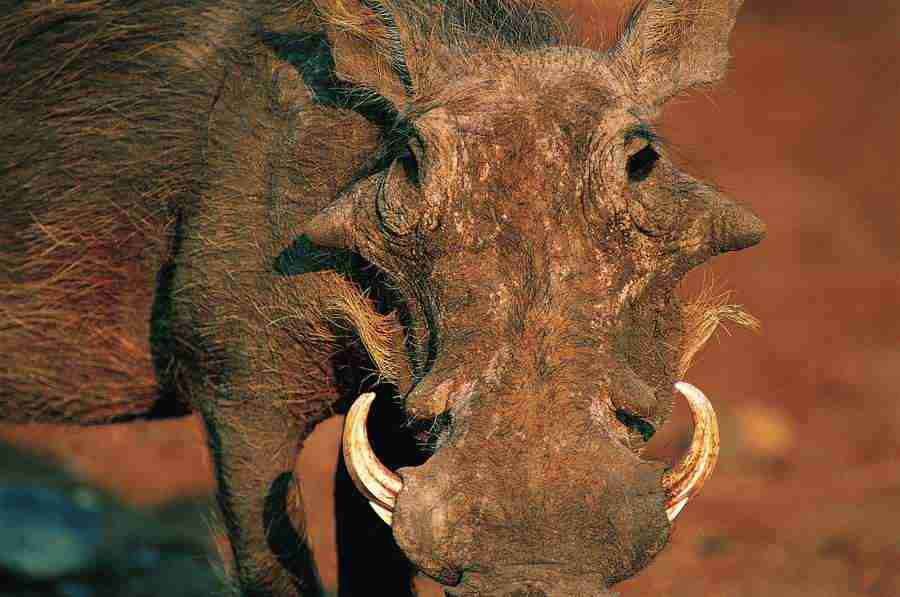 Animal Faces - Digital Vision ></a>
<script language=JavaScript> 
  var txt = 