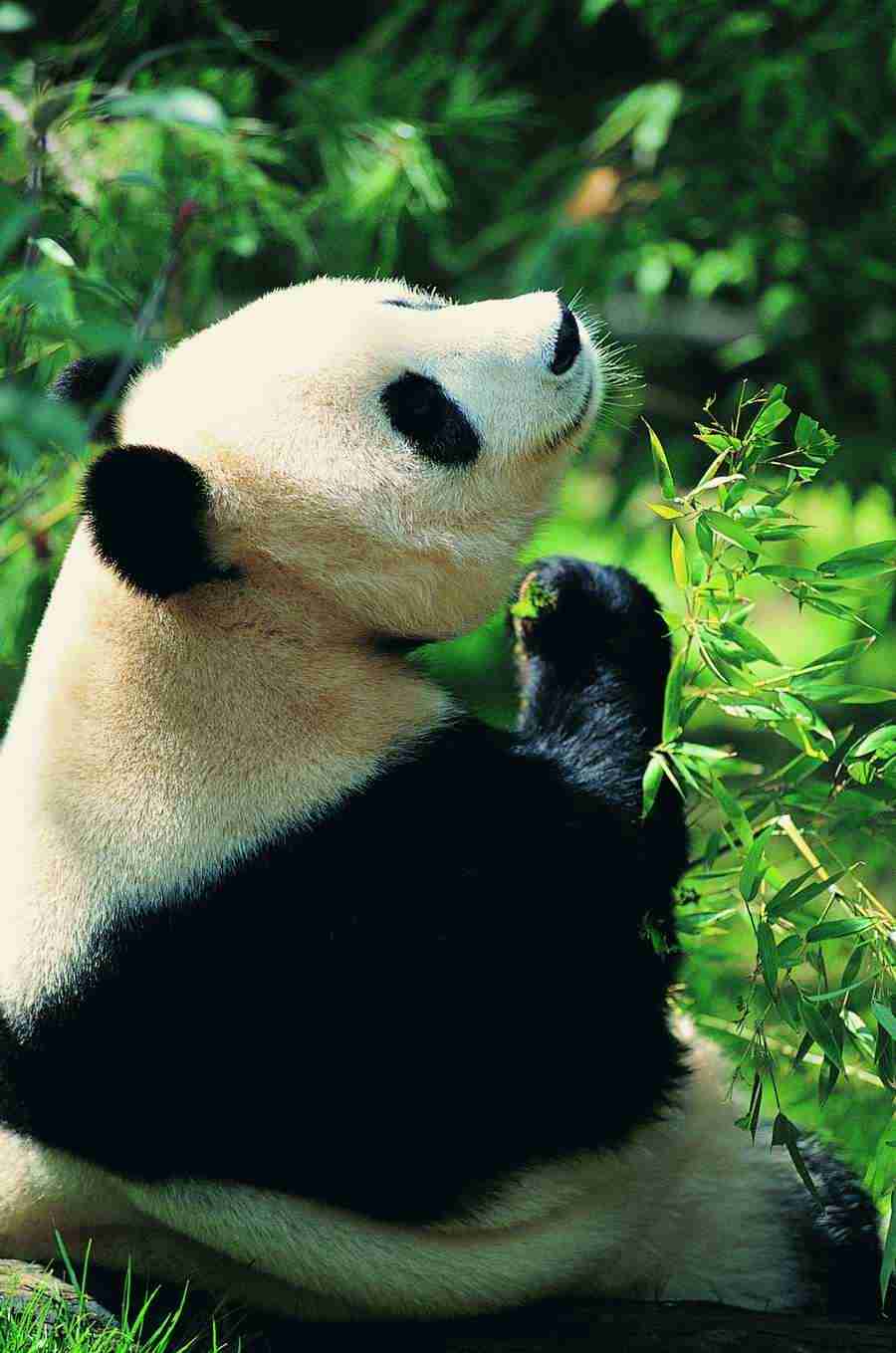 Animal Faces - Digital Vision ></a>
<script language=JavaScript> 
  var txt = 