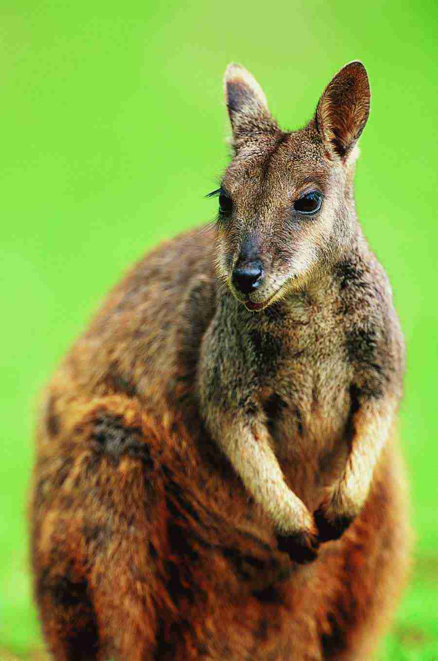 Animal Faces - Digital Vision ></a>
<script language=JavaScript> 
  var txt = 