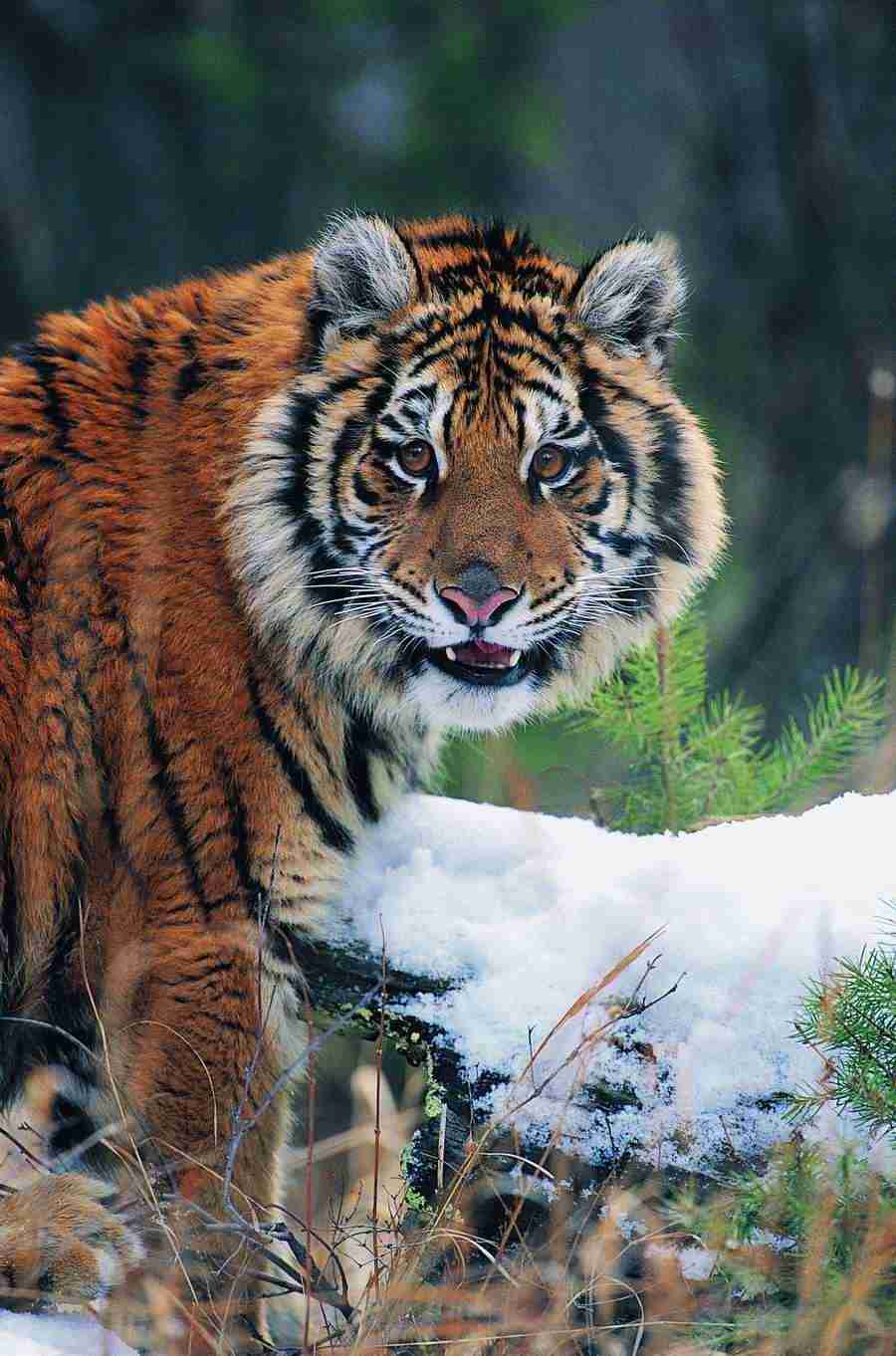 Animal Faces - Digital Vision ></a>
<script language=JavaScript> 
  var txt = 