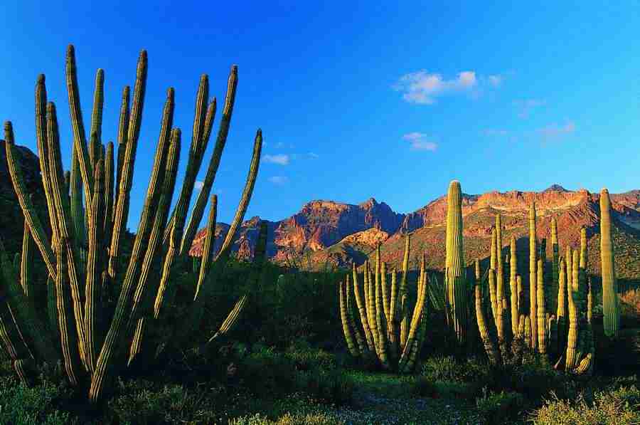 Deserts - Digital Vision ></a>
<script language=JavaScript> 
  var txt = 