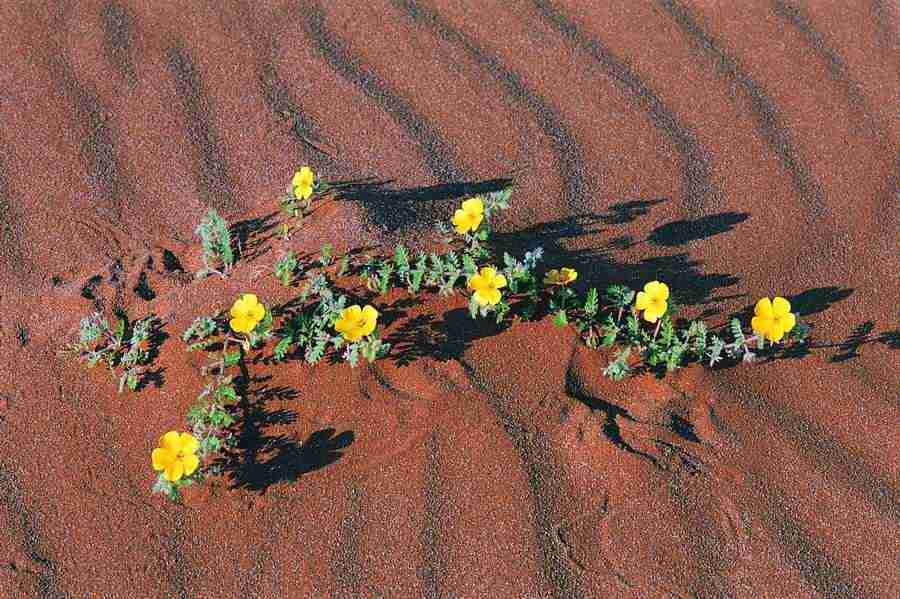 Deserts - Digital Vision ></a>
<script language=JavaScript> 
  var txt = 